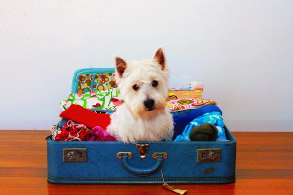 A fluffy white dog in a suitcase, wanting to go on vacation too.